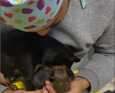 clínica veterinária em sete lagoas