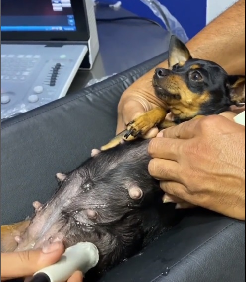 cirurgia para cães