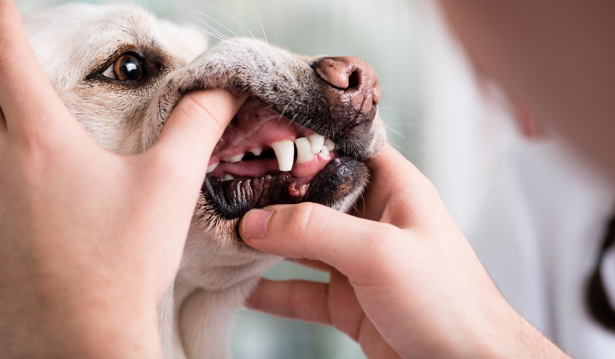 prevenção saúde animal