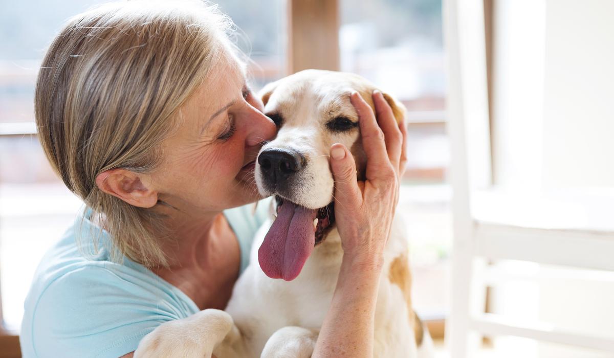 cuidados com os pets clínica veterinária