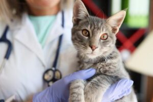 cuidados veterinários de qualidade