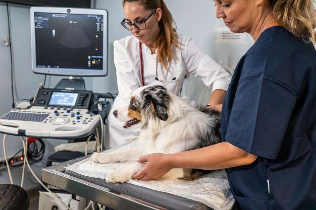 Principais Exames para Detectar Problemas de Saúde Comuns em seu Cão ou Gato - Cat & Dog Sete Lagoas clínica veterinária