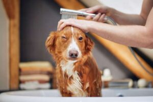 Banho em casa vs. banho no pet shop qual é a melhor opção -  Cat & Dog Sete Lagoas