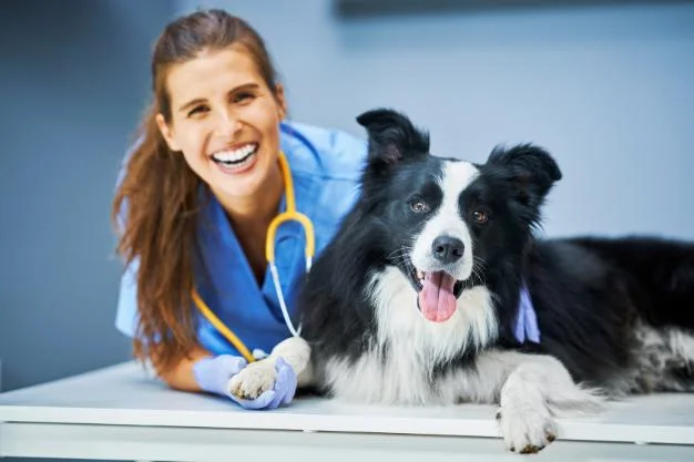 cuidados veterinários cat&dog